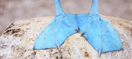 The iconic feet of a Blue-Footed Booby