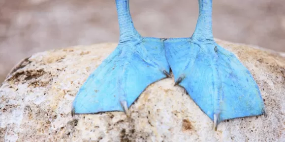 The iconic feet of a Blue-Footed Booby