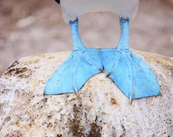 The iconic feet of a Blue-Footed Booby