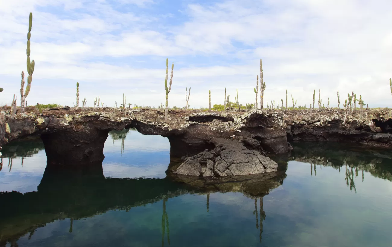 Unique landscape and cactus found on the Galapagos Islands