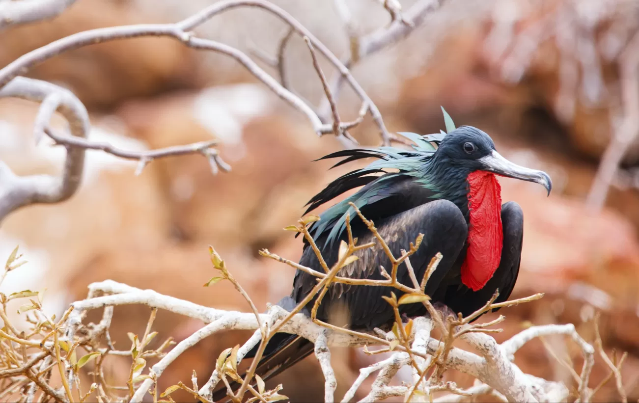 A male frigatebird rests in the trees of the Galapagos