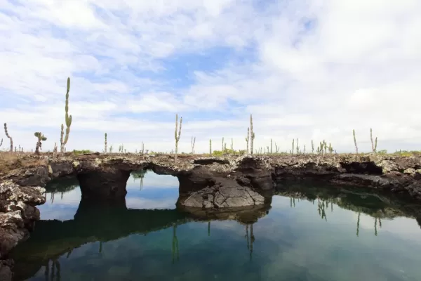 Unique landscape and cactus found on the Galapagos Islands