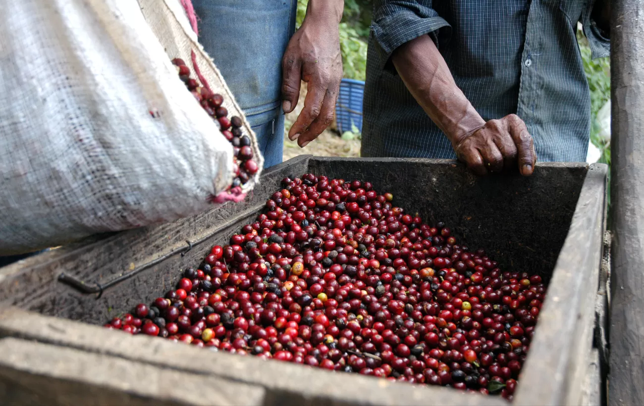 Two local farmers pour out a fresh crop of coffee beans
