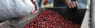 Two local farmers pour out a fresh crop of coffee beans
