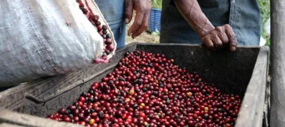 Two local farmers pour out a fresh crop of coffee beans