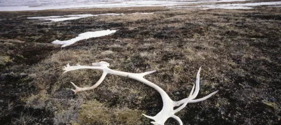 A caribou antler found while exploring Baffin Island