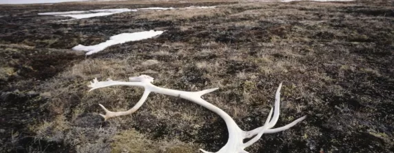 A caribou antler found while exploring Baffin Island