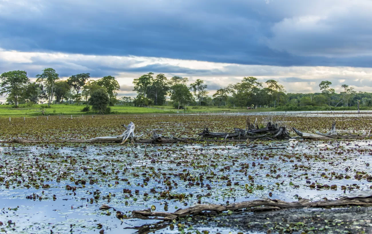 The beautiful and remote region of Pantanal, Brazil