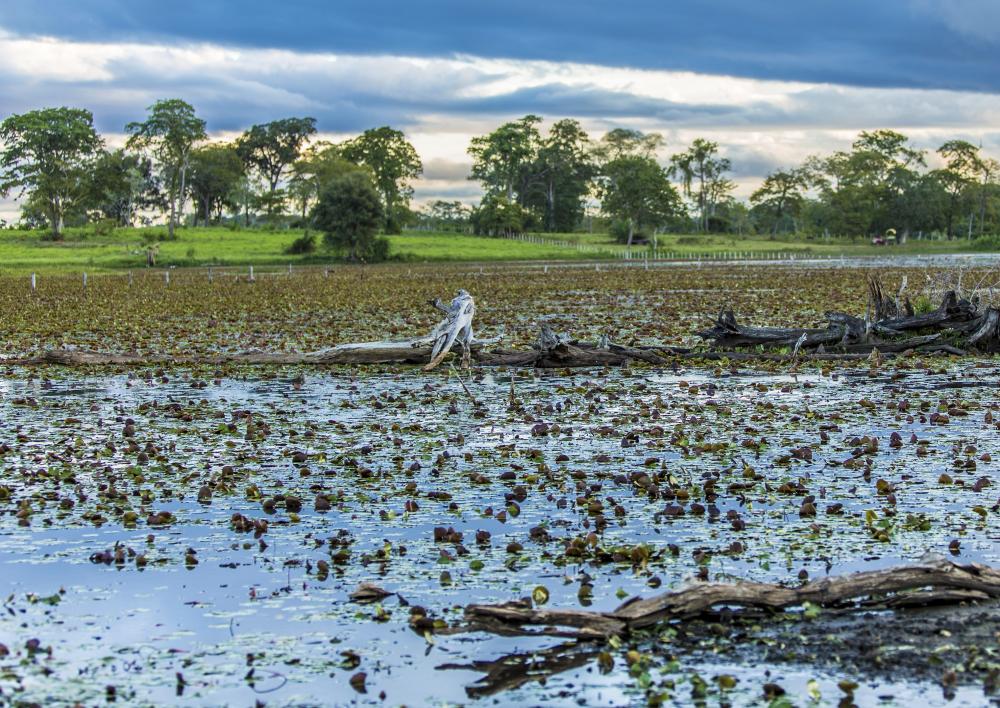 Brazil Tour Caiman Ecological Refuge In The Pantanal