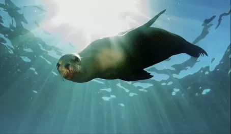 A curious sea lion checks out snorkelers in the Galapagos Islands