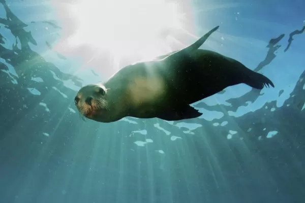 A curious sea lion checks out snorkelers in the Galapagos Islands