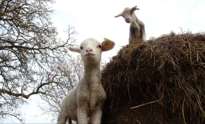 Sheep found on the farm of Posada La Vigna