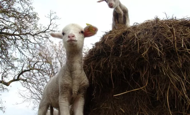 Sheep found on Posada La Vigna's farm