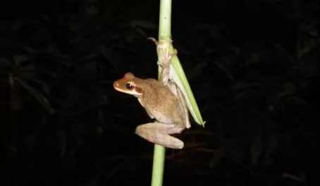 A type of tree frog