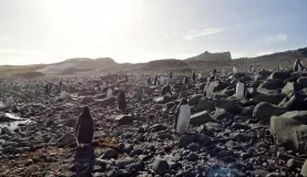 Antarctica: Hanging with the Penguins
