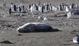 Antarctica: Lots of Weddell seals enjoying the sun.