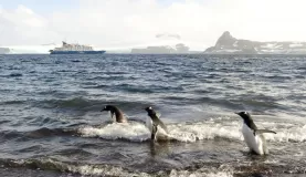 Barrientos Islands: Penguins in the water.