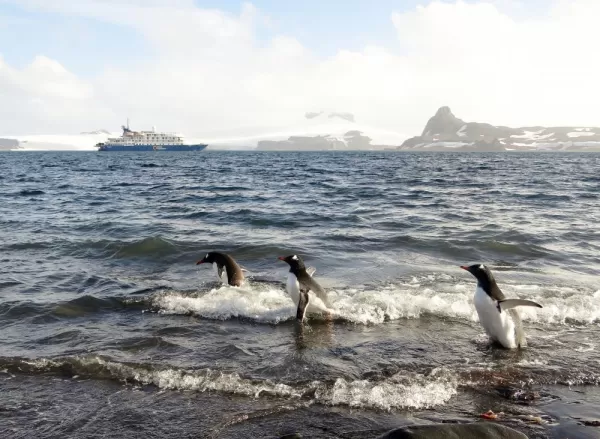 Barrientos Islands: Penguins in the water.