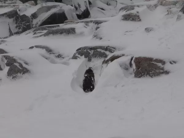 Petermann Island: This penguin was getting covered by the snow
