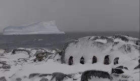 Another shot of Petermann Island with penguins hunkering behind a rock for wind protection.