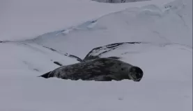 Weddell seals lounging on the ice at Pleneau Island
