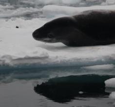 A closer look at the Leopard Seal.