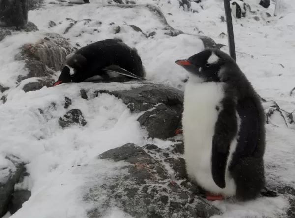 More penguins in Paradise Harbour at Almirante Brown station