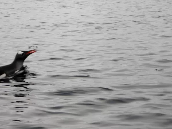 Anvord Bay- Neko Harbour: A little gentoo taking a look my way as he passed by.