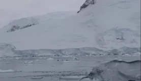 Anvord Bay-Neko Harbour: Penguins attempting to hop onto icebergs!