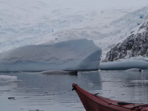 Anvord Bay-Neko Harbour: We go so close that we could literally smell their breath! Amazing!