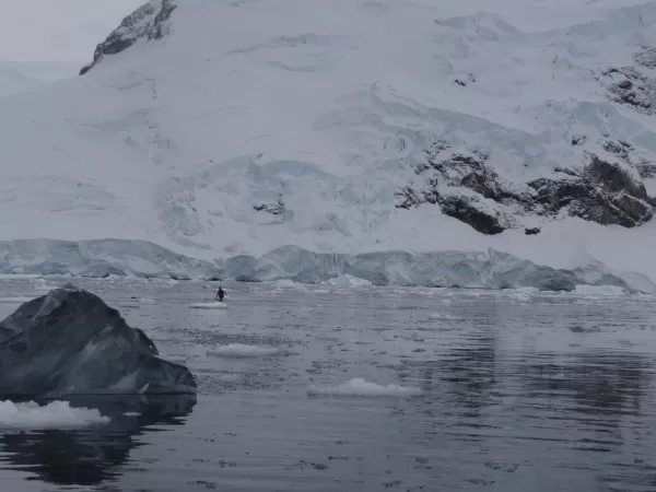 Anvord Bay-Neko Harbour: We ended up listening to 3 different pairs of whales and saw lots of penguins!