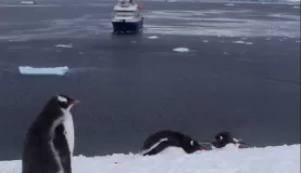 Anvord Bay-Neko Harbour: Beautiful views. Hilarious penguins sliding on their bellies!