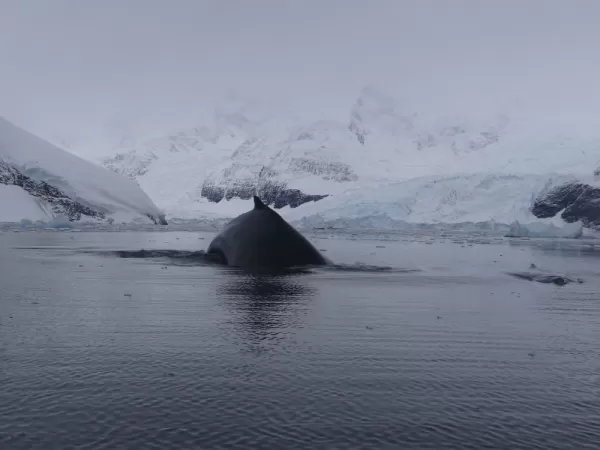 Anvord Bay-Neko Harbour: This mother dove in the water and swam right underneath our zodiac!