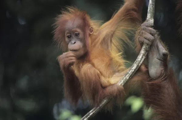 Orangutan hanging out in Indonesia