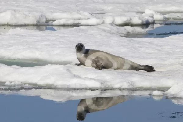 A ribbon seal cools himself on the sea ice