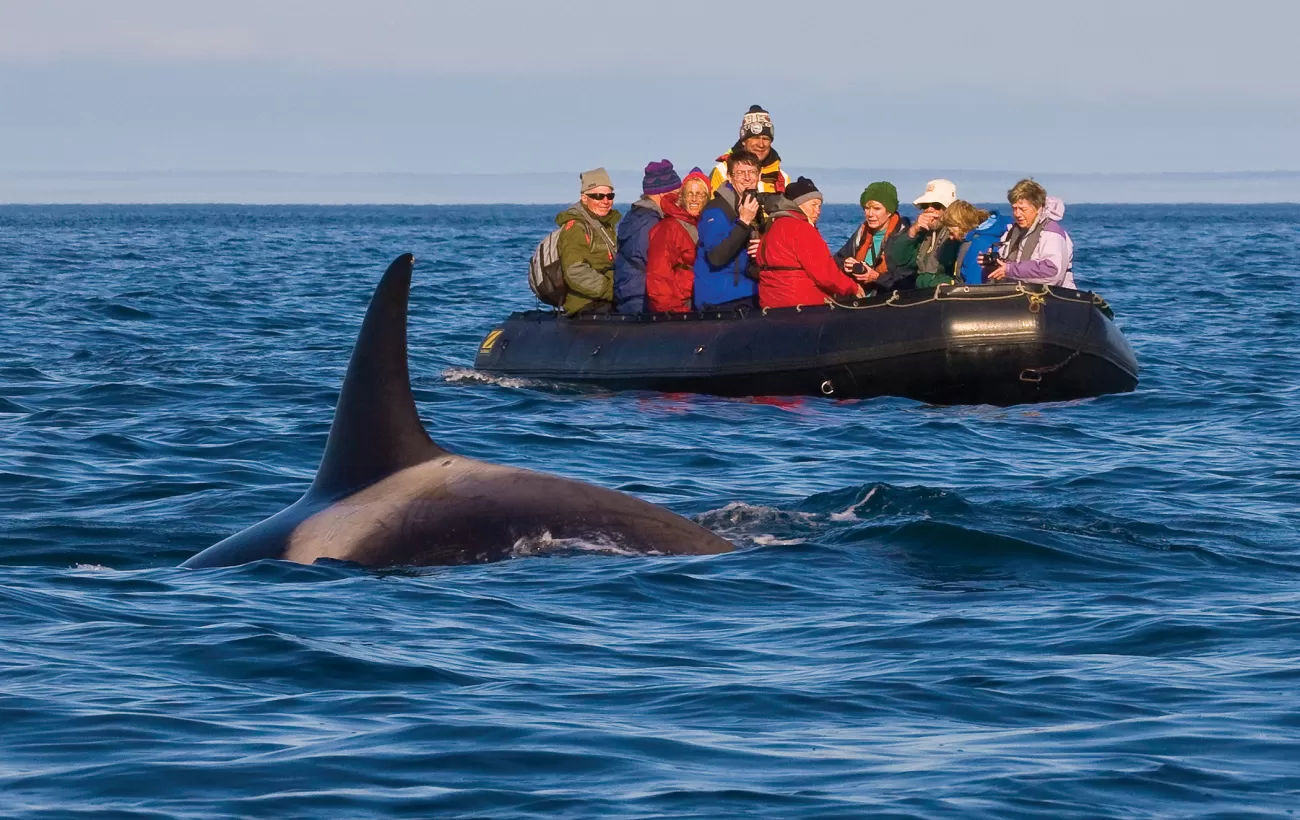 Travelers watch an Orca come to the surface