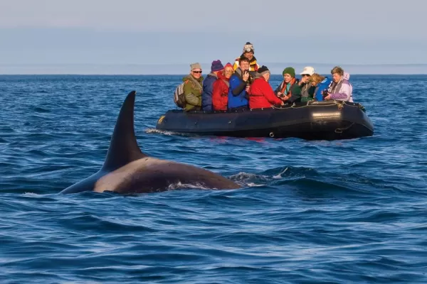 Travelers watch an Orca come to the surface
