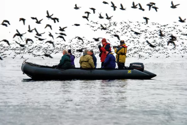 Zodiac cruises are surrounded by a flock of Auklets