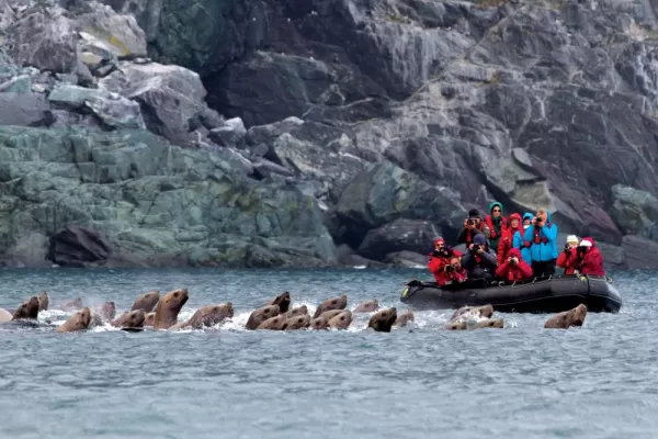 Stellar's Sea Lions visit travelers in the Sea of Okhotsk