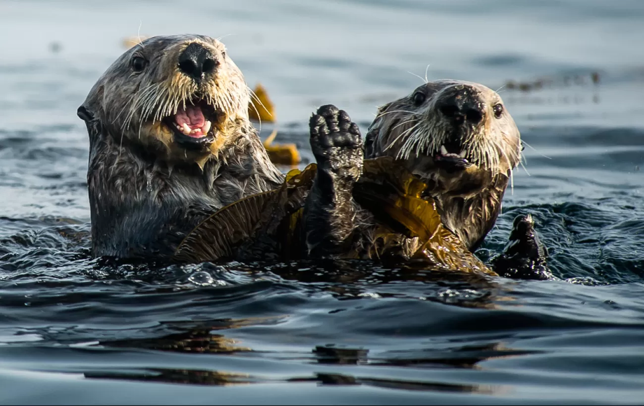 Sea Otters play in the water