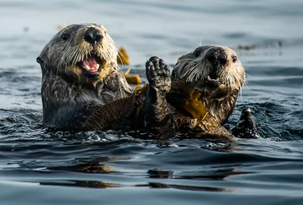 Sea Otters play in the water