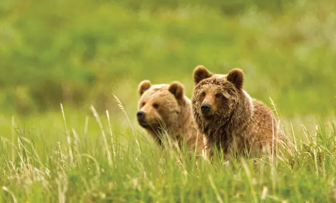 Two Kamchatka brown bears enjoy the view