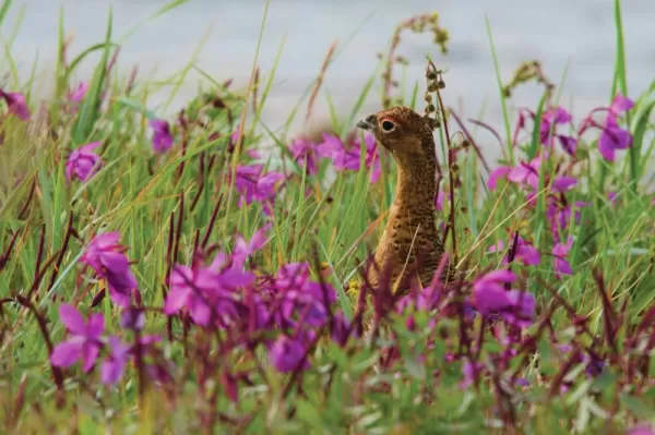 A Ptarmigan pokes its head out of the Arctic wildflowers