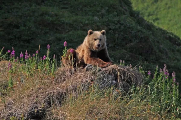 The Kamchatka Brown Bear is a unique subspecies found only in the Russia Far East