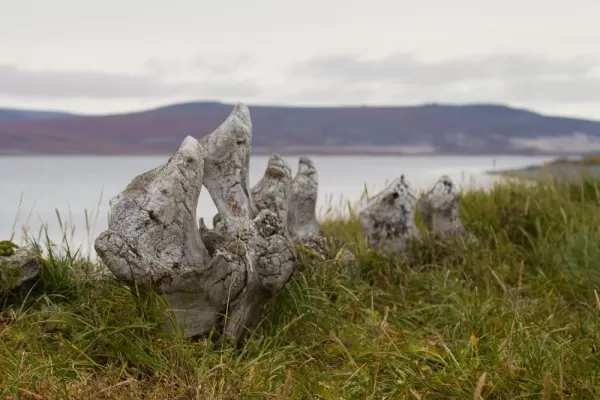 Whalebones sprinkle the Russian Arctic coast