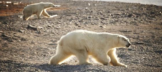 Polar Bears freely roam the Russian Far East
