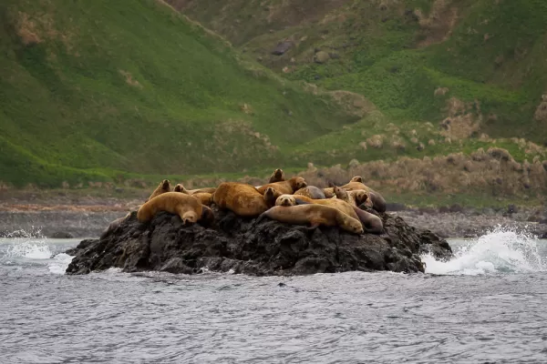 Marine mammals lounge along the coast of the Commander Islands