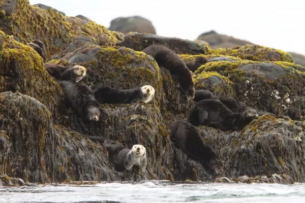 Visit a Sea Otter hangout on your Marine Mammal voyage