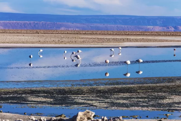 Flamingos in the lagoons of the Atacama Desert
