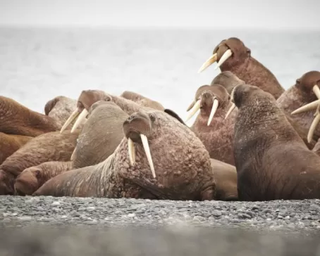 Arctic walrus colony on Wrangel Island
